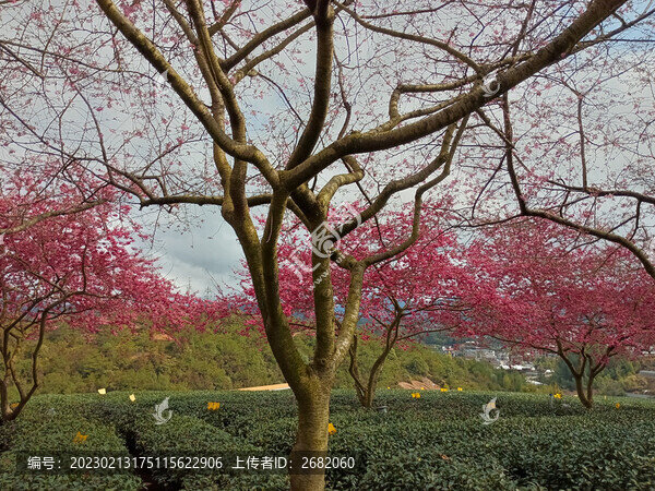 櫻花樹