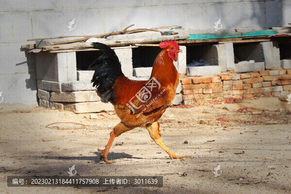 公雞