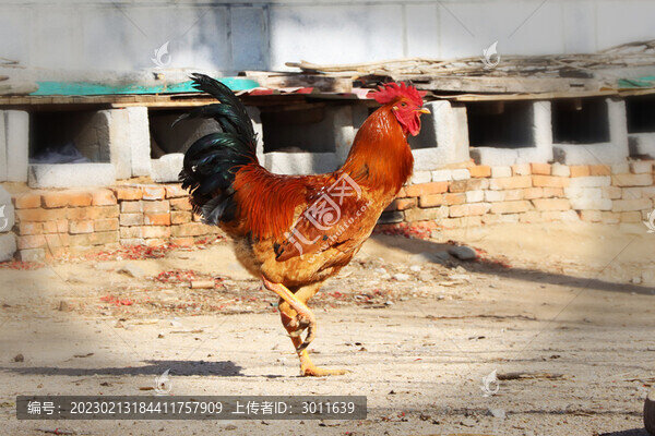 大公雞