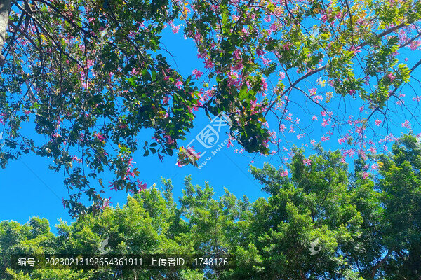 粉色異木棉