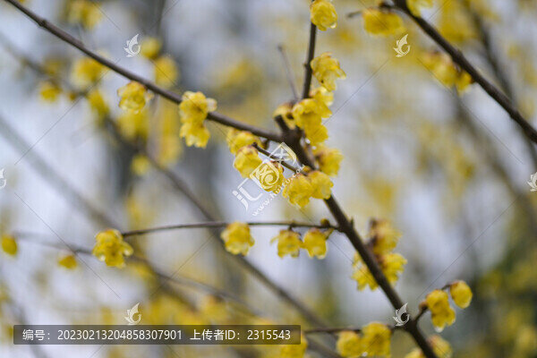 臘梅花開