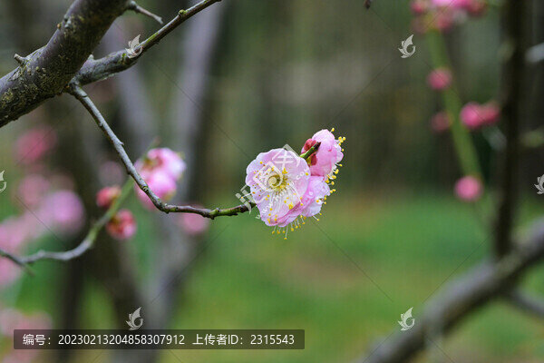 梅花盛開