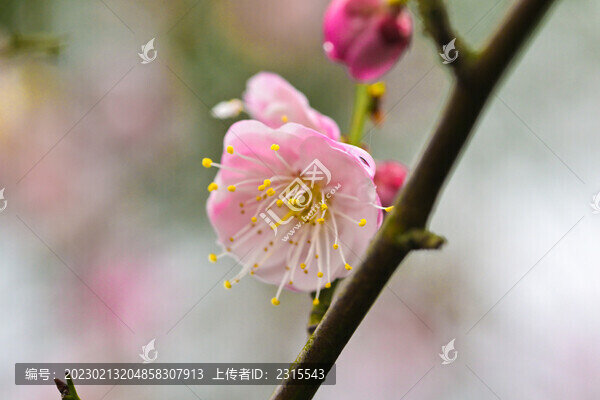 梅花