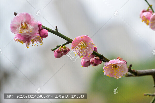 梅花盛開