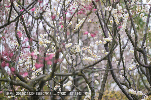 梅花