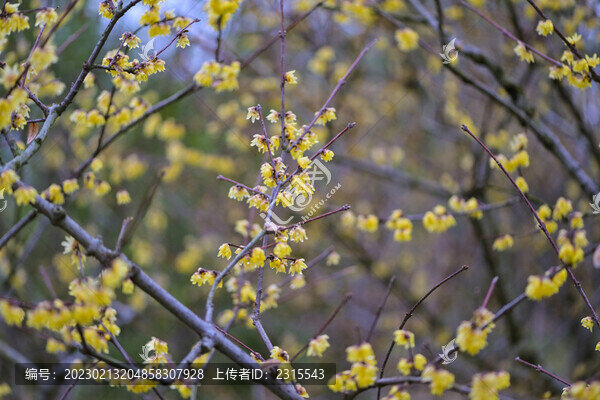 盛開(kāi)的臘梅花