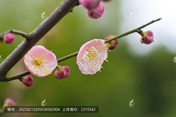 梅花