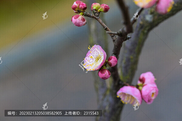 粉色梅花