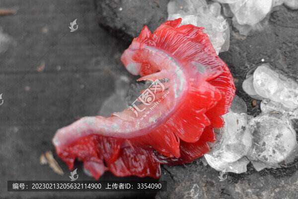 新鮮的紅色魚鰓