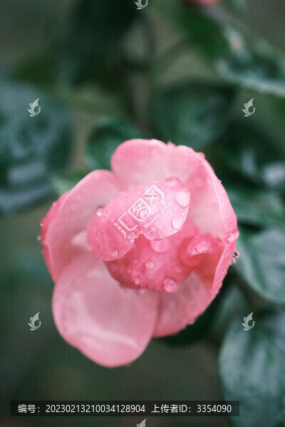 掛滿雨水的粉紅色花骨朵