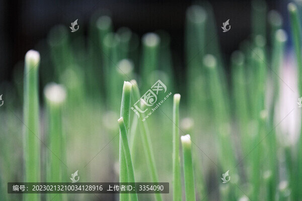 郁郁蔥蔥的剛收割過(guò)的小蔥