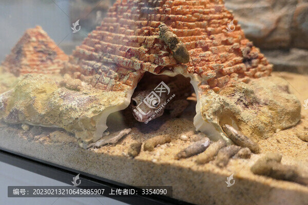 呆呆看著的守宮