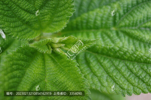 生機(jī)勃勃的新鮮薄荷