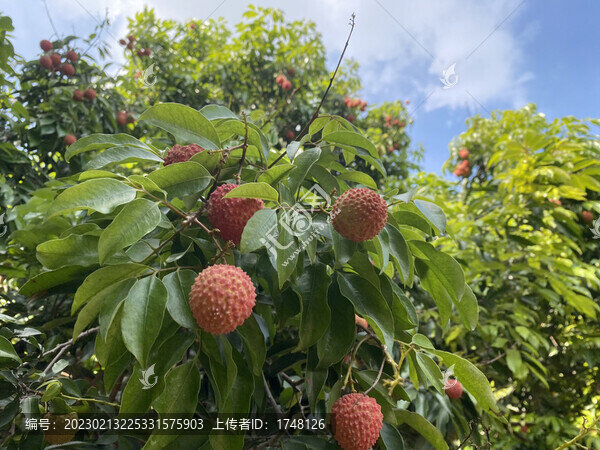 荔枝