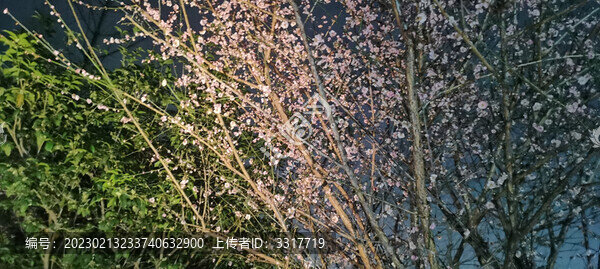 梅花