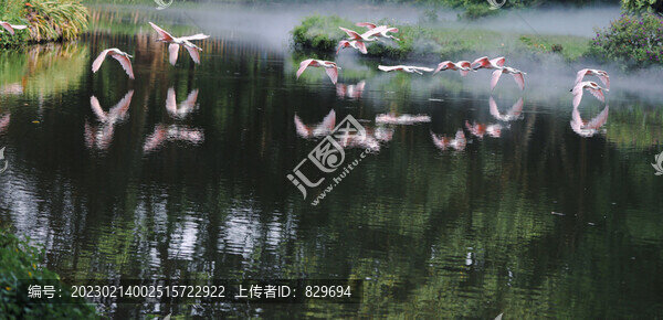 琵鷺