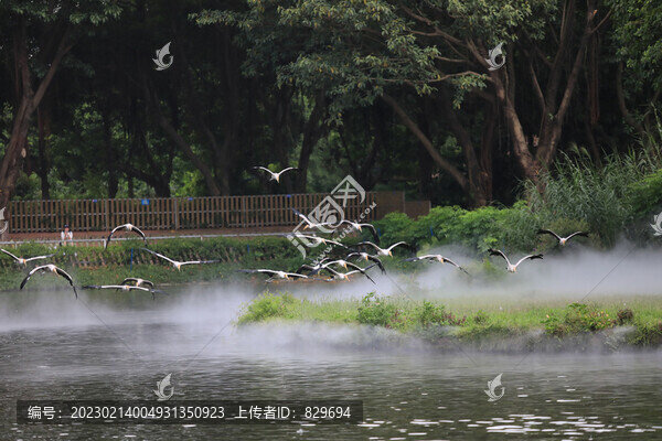 一群蒼鷺飛過湖面