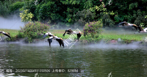 蒼鷺飛過湖面