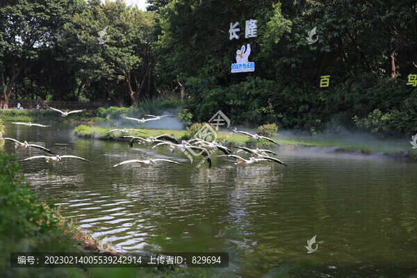 飛行中的鵜鶘