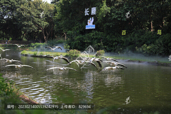 飛行中的鵜鶘