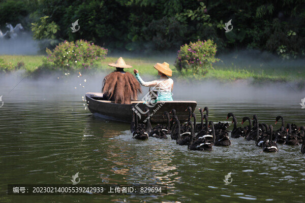 黑天鵝