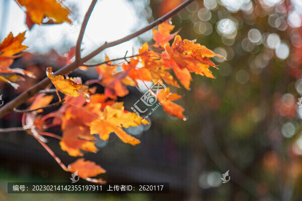光暈
