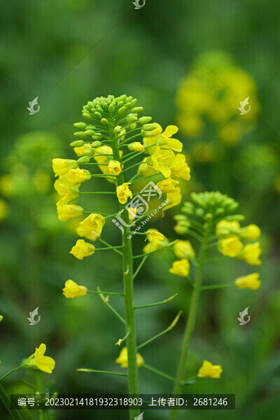 油菜花