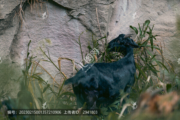 農(nóng)村黑山羊
