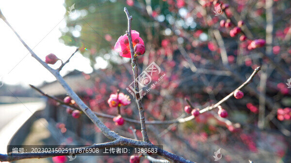 梅花林