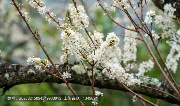 李花