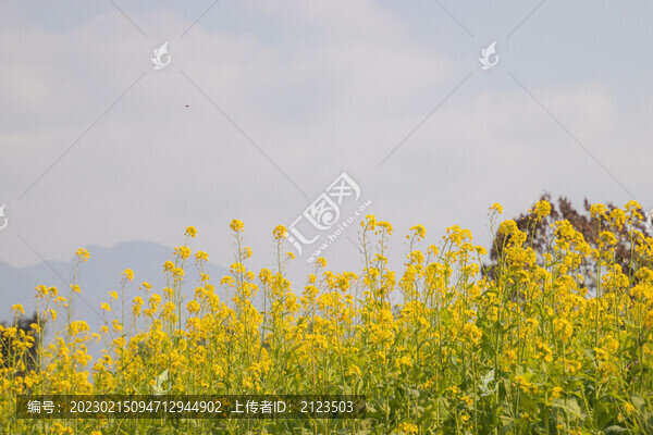 油菜花開特寫