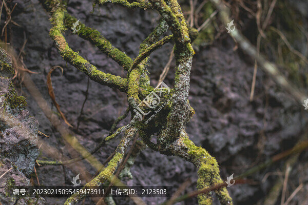藤曼特寫