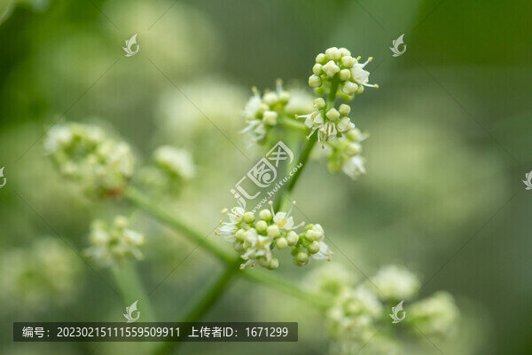 三椏苦花