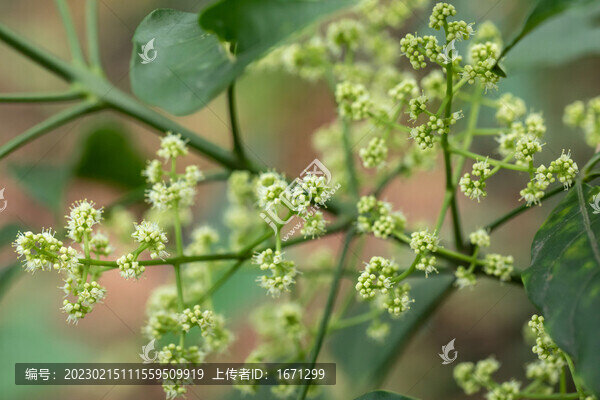 三椏苦花