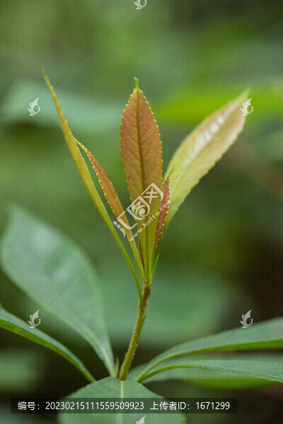 綠葉嫩芽