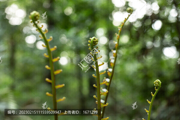 野蕨蕨菜