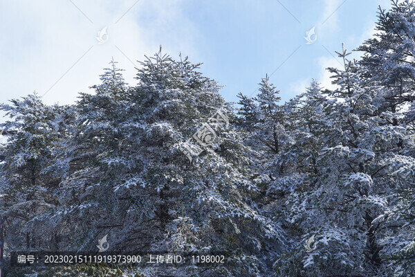 霧凇