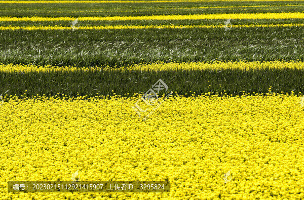 青海門源油菜花風(fēng)光