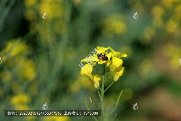 油菜花蜜蜂