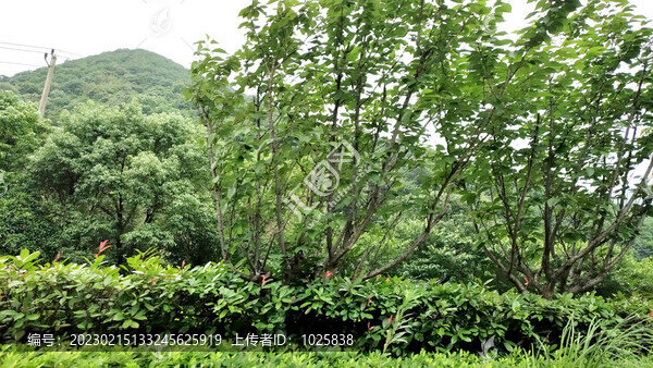 綠化