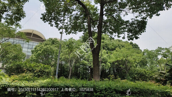 城市綠化
