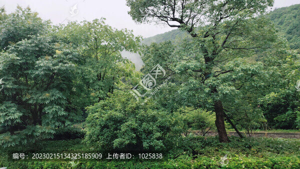 樹木