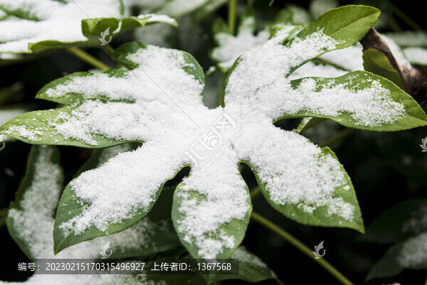 積雪的葉子