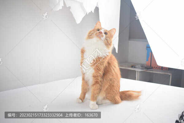 小貓可愛動物貓咪家貓