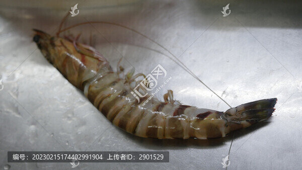 蝦