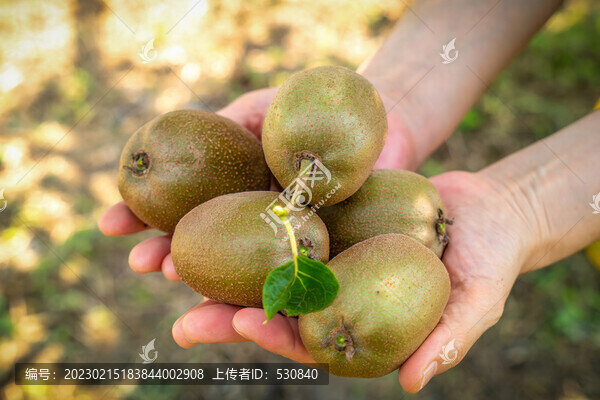 新鮮奇異果