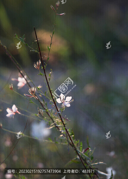 白桃花