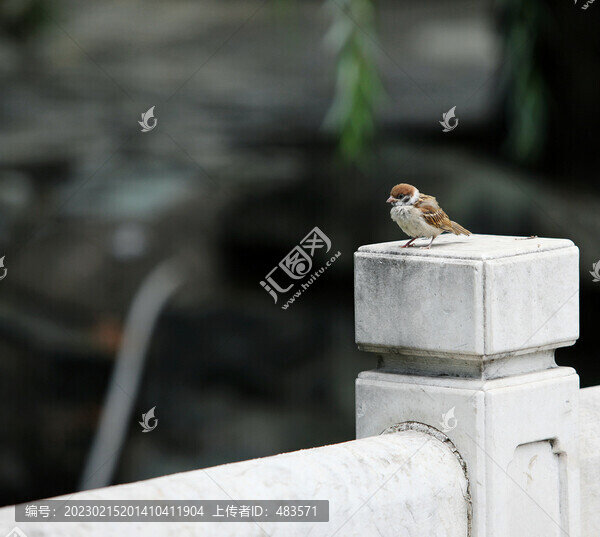 麻雀