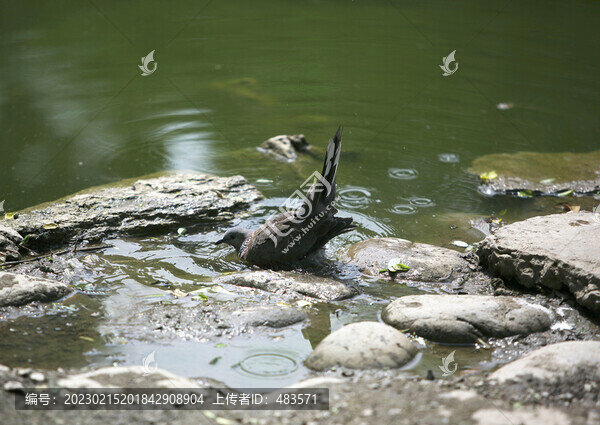 斑鳩