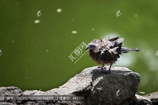 斑鳩